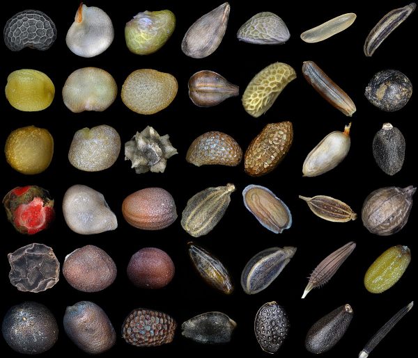 Seeds - Image 3
