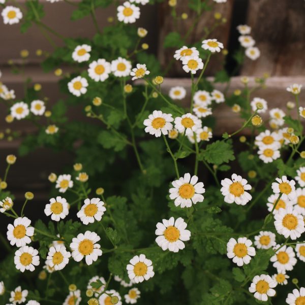Starter Feverfew Plants: - Image 2